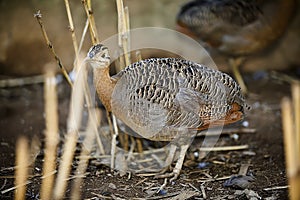 Red-winged tinamou, Rhynchotus rufescens, single bird on floor,