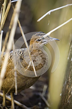 Red-winged tinamou, Rhynchotus rufescens, single bird on floor, photo