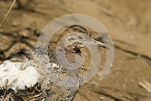 Red-winged tinamou, Rhynchotus rufescens, single bird on floor, photo