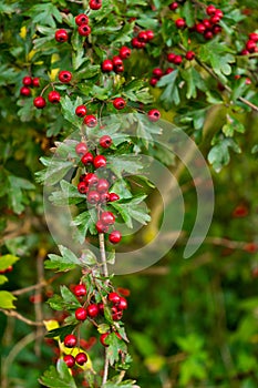 Red winter berries background