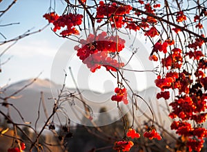Red winter berries