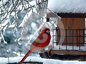 Red Winter Cardinal Eating
