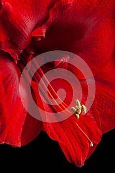 red winter christmas flower amaryllis Merry Christmas closeup