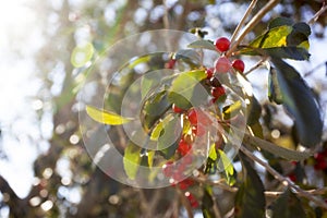 Red Winter Holly Berries