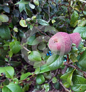 Red winter pitted fruit in the hedgerow