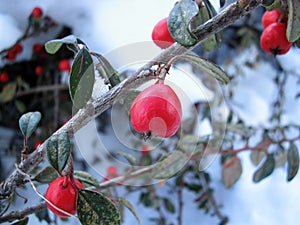 Red winter rosehip berries