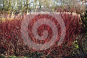 Red winter stems of the Cornus alba Elegantissima.