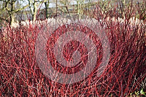 Red winter stems of the Cornus alba Elegantissima. photo