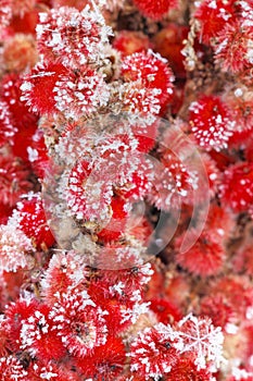 Red winter vegetation