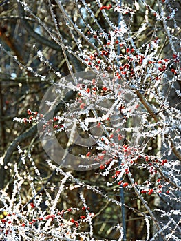 Red Winterberries covered in icy hoarfrost in NYS