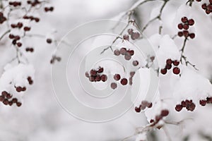 Red winterberry and snow photo