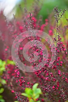 Fiori fioritura primavera giardino 