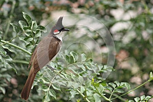 Red Wiskered Bulbul