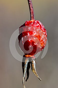 Red withered berry