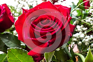 Red withered watered rose flower
