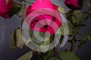 Red withering rose and leaves close-up