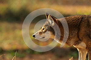 Red wolf Canis lupus rufus in the ZOO