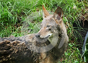 red wolf endangered species photo