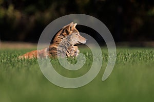 Red wolf laying on a green field