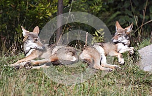 Red wolf pups