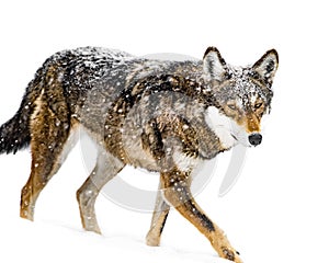 Red Wolf in Snow VII