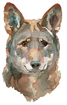 The red wolf watercolor portrait