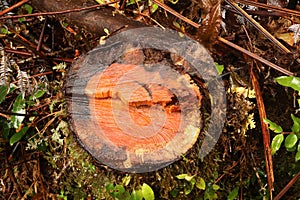 Red wood in Alerce Andino National Park, Chile photo