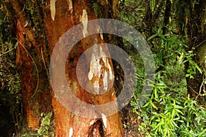 Red wood in Alerce Andino National Park, Chile photo