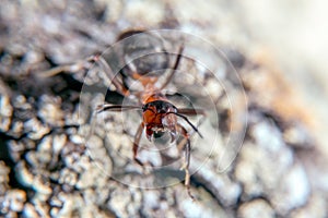 Red wood ant