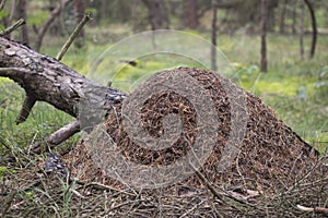 Red wood ant, anthill, Formica rufa