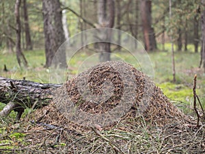 Red wood ant, anthill, Formica rufa