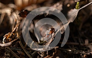 Red Wood Ant Closeup