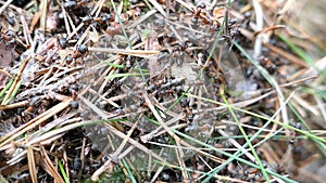 Red wood ant Formica rufa building a new nest. Transporting eggs and needles