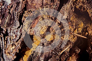 Red wood ant on a pine tree