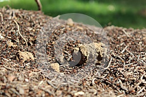 Red wood ants build a nest (Latin: Formica rufa). Red ant colony in the forest.