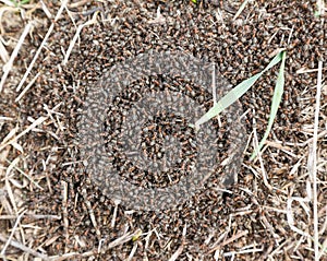 Red wood ants close-up.
