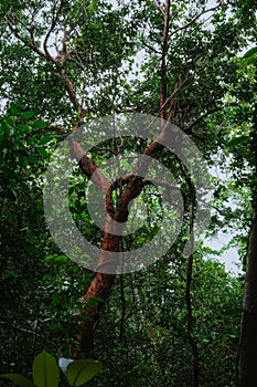 Red wood forest in Bukit Keluang, Besut, Terengganu, Malaysia.