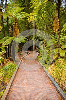 Red wood forest landscape