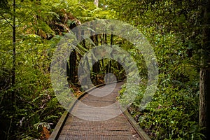 Red wood forest landscape