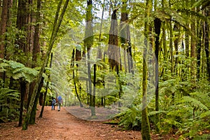 Red wood forest landscape