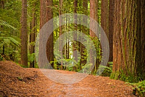 Red wood forest landscape