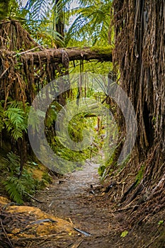 Red wood forest landscape