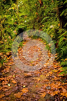 Red wood forest landscape