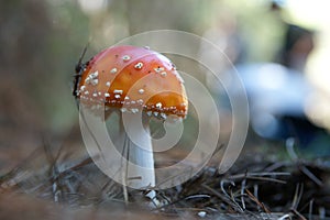 Red woodchip mushroom close-up.