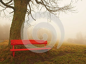 Red wooden bench below old lime tree. Cold misty autumn weather.