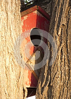 Red Wooden Bird House in Warm Sunlight