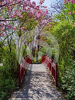 Red wooden crossing bridge and blossoming trees in a Japanese Garden, Vertical shot