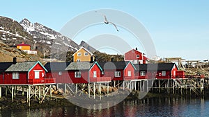 Red wooden Rorbu cabins in the in the Lofoten Islands. Traditional fishing village, with red rorbu houses against snowy