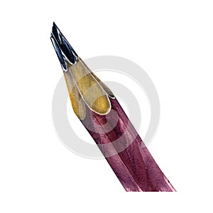 Red wooden sharpened pencil isolated on white background. Watercolor hand drawing detailed illustration. Art for design