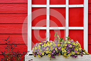 Red wooden wall with white window decorated with Geranium flowers